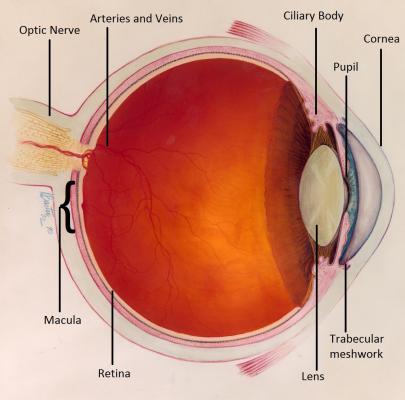 Eye Anatomy